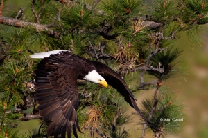 Bald-Eagle;Birds-of-Prey;Eagle;Flying-Bird;Haliaeetus-leucocephalus;Photography;